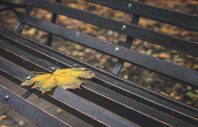 feuille morte sur un banc - deuil - psychothérapie à paris 9